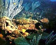 Imagen Isla Barú